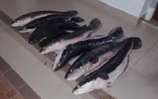 pembudidayaan ikan toman,cara memelihara ikan gabus toman,budidaya ikan toman 2010,budidaya ikan toman di kolam terpal,budidaya ikan toman di keramba,makalah ikan toman,ikan toman makan orang, pembudidayaan ikan toman,cara memelihara ikan gabus toman,budidaya ikan toman 2010,budidaya ikan toman di kolam terpal,budidaya ikan toman di keramba,makalah ikan toman,ikan toman makan orang,