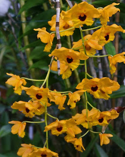 Lan Hoàng thảo long nhãn - Dendrobium fimbriatum Hook.