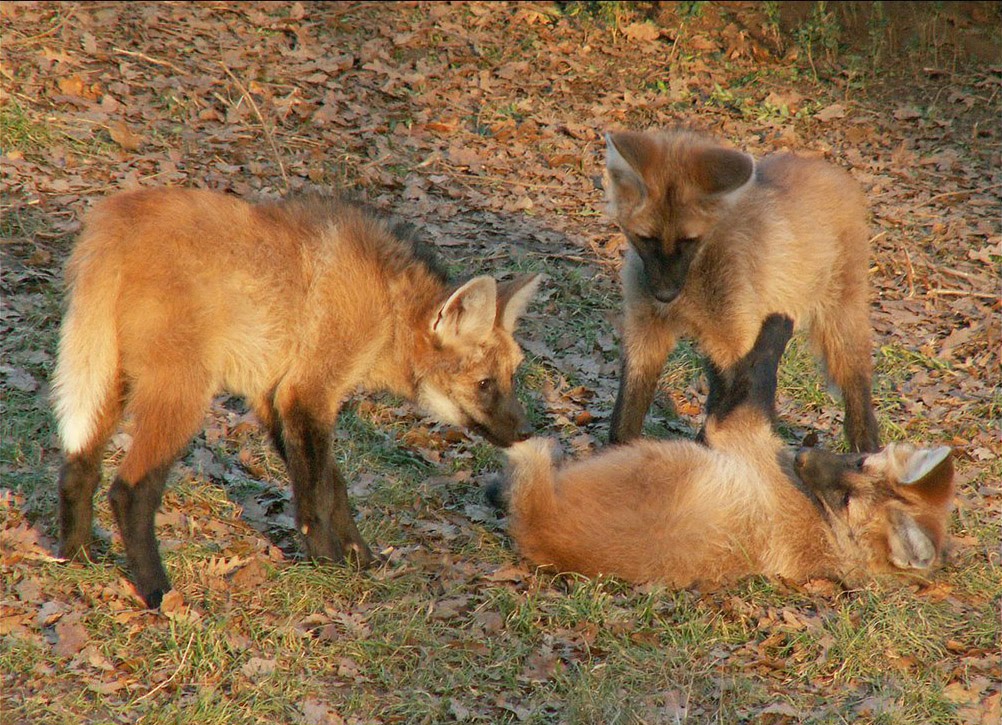 Maned wolf, Distributed maned wolf, and food maned wolf part 2 ...