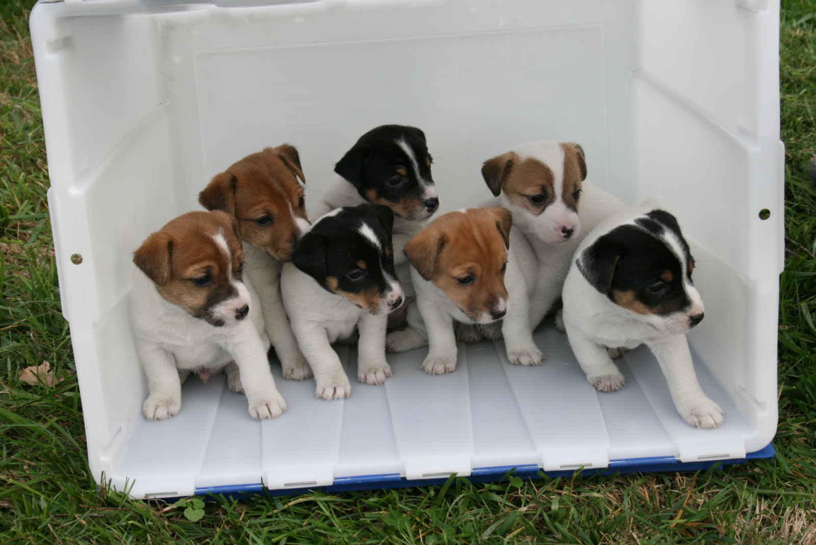 Cute Miniature Jack Russell Terrier Puppies For Sale In Texas
