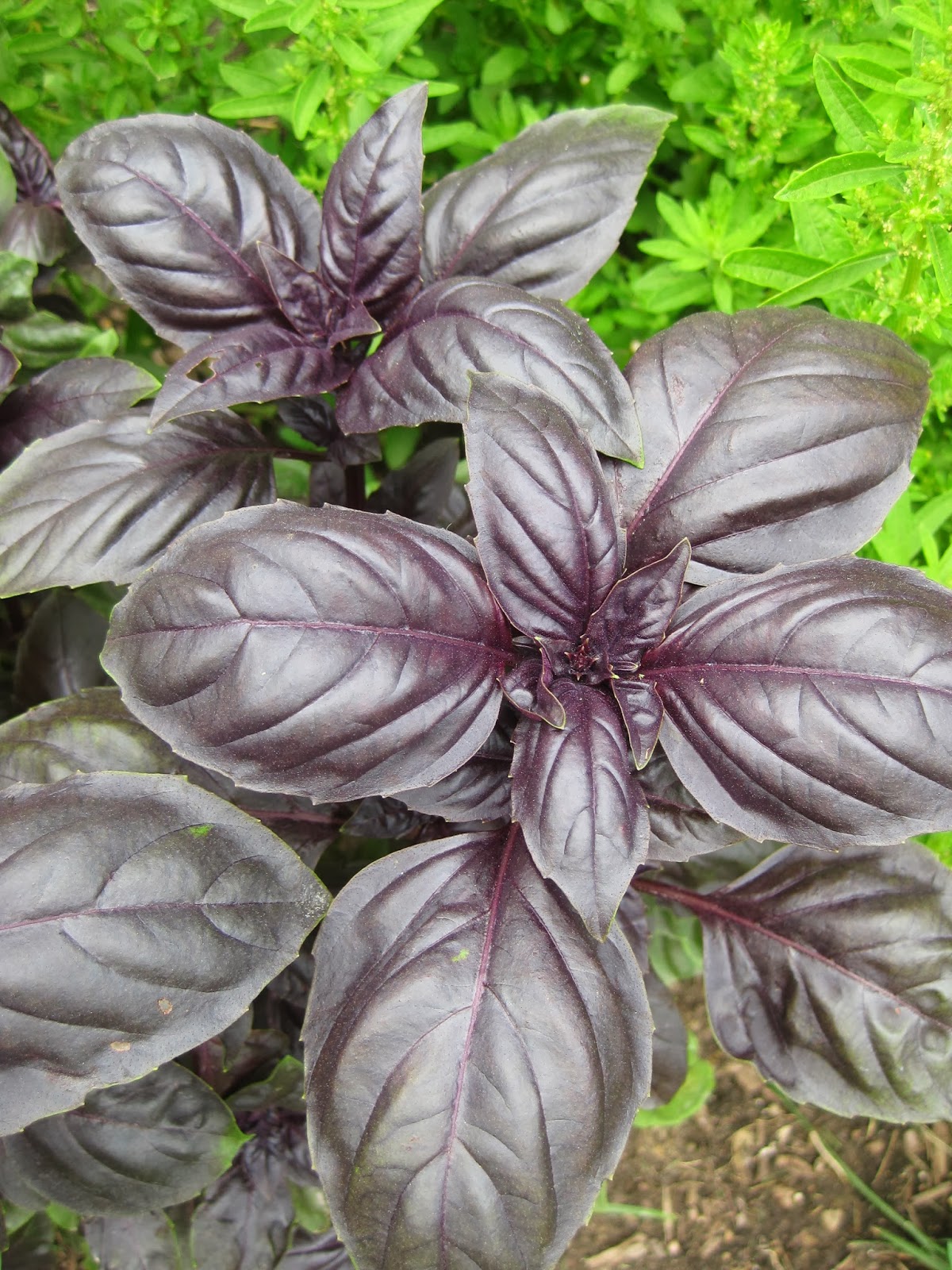 Rotary Botanical Gardens Hort Blog Basils for Taste and Ornament