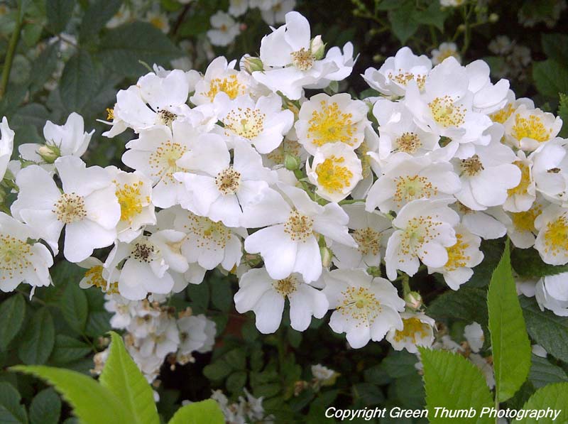 SBP Environmental Science The Multiflora Rose