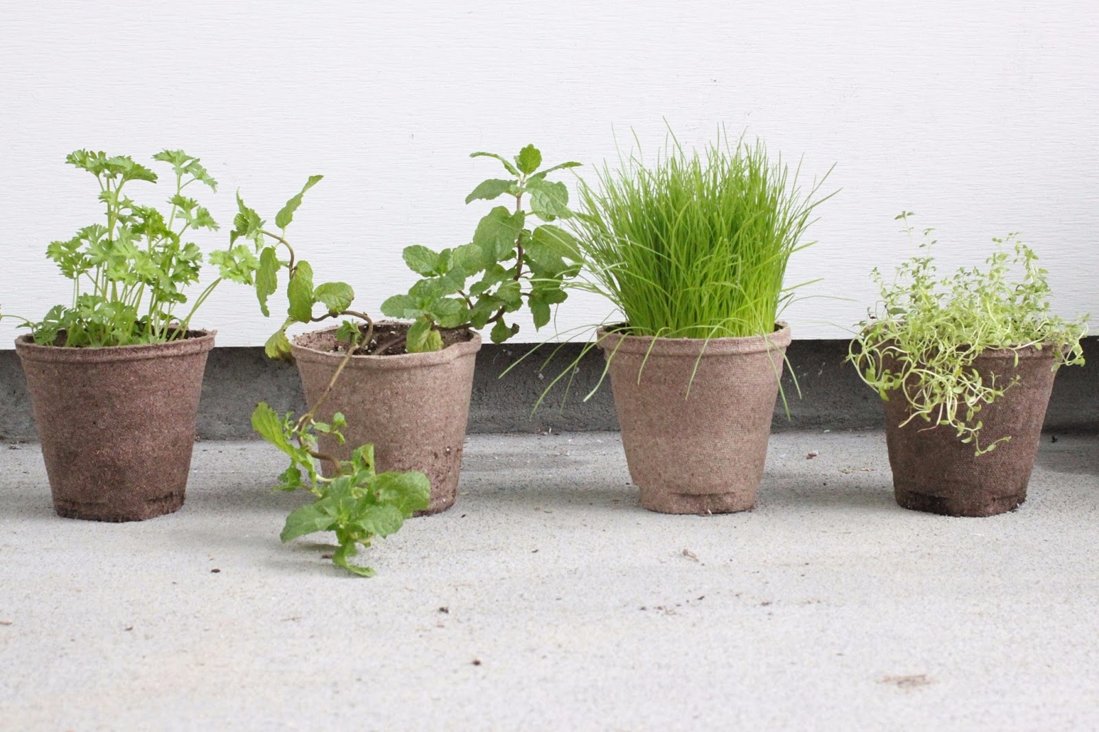 borrowed heaven DIY Indoor Cat Garden