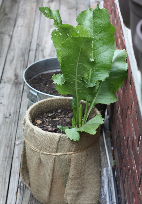 Plant Update Growing Horseradish Root 17 Apart Plant Update Growing Horseradish Root 17 Apart
