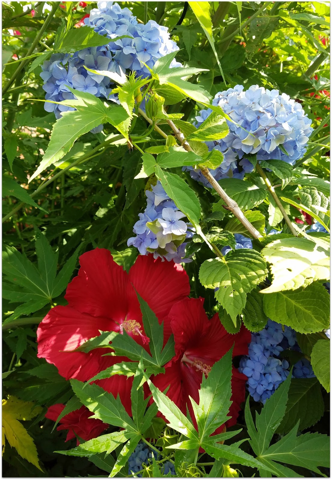 Panoply Midsummer Garden Blooms, Views
