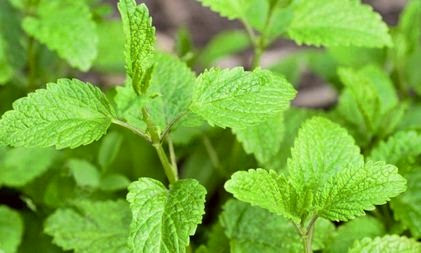 menta hierbabuena