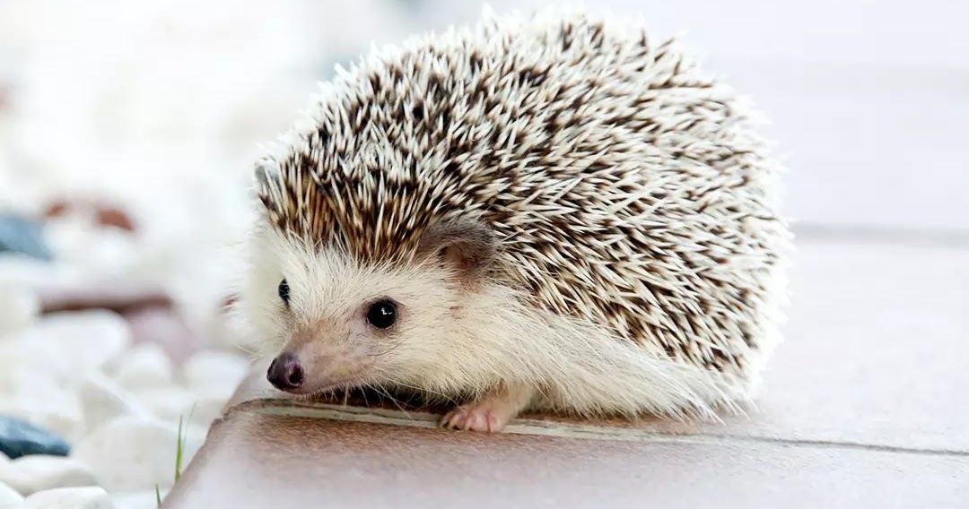 are hedgehogs nocturnal