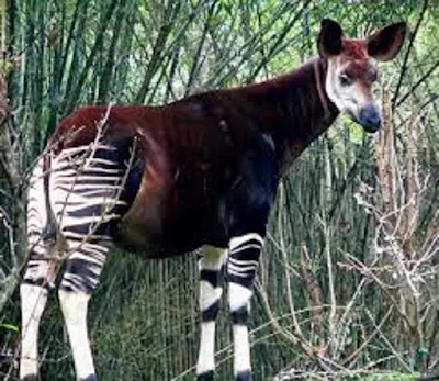 Okapi Okapia johnstoni - berbagaireviews.com