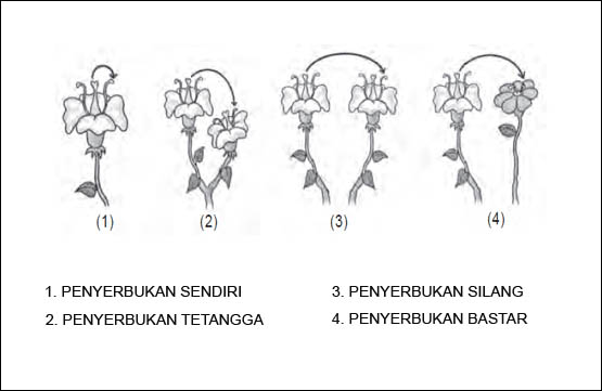 Macam Macam Penyerbukan Macam Macam Penyerbukan