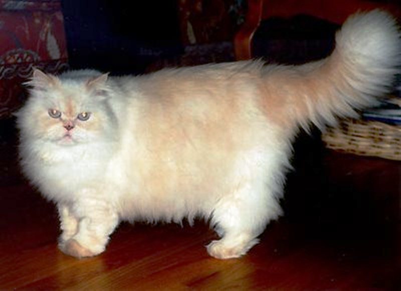 21 Foto Gambar Kucing Persia Imut Lucu Banget Terbaru 1000