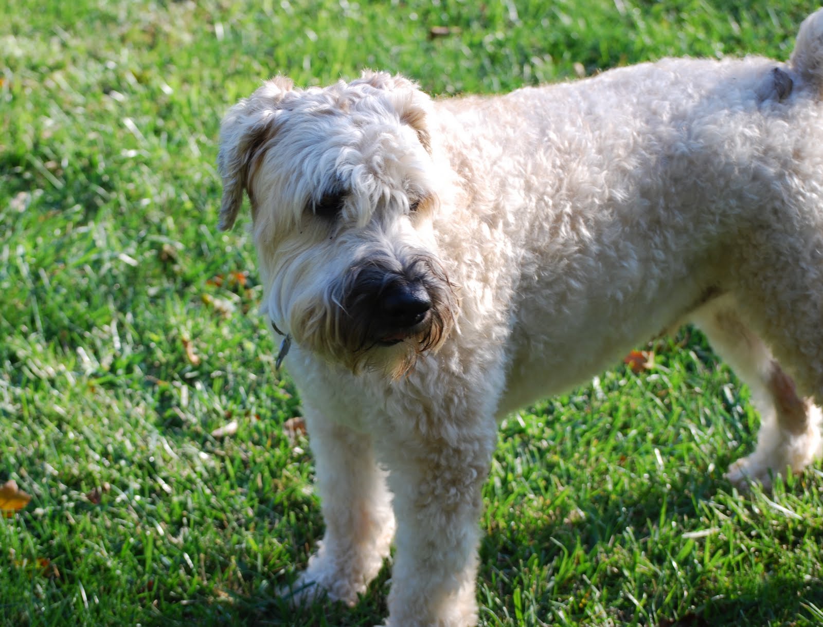 Wheaten Terrier Blog Seamus and his Pal Stella Wheaten Terrier lovers
