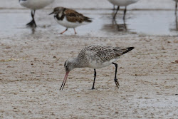 tailed godwit bar