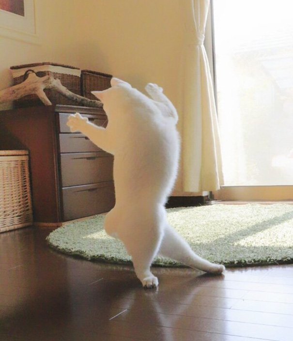 Ballet Cat Dances Like Nobody’s Watching Ballet Cat Dances Like Nobody’s Watching