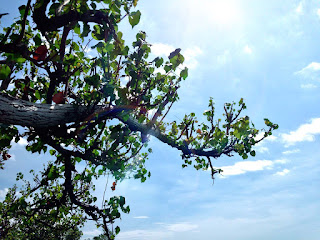 Beach Plant Scenery Hibiscus Tiliaceus beach tree at pemuteran