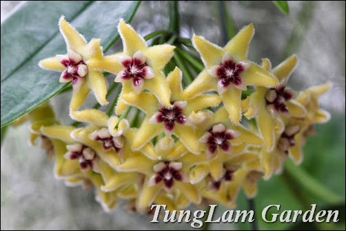 cách trồng hoa cẩm cù, cẩm cù, hoa ban công, hoa cẩm cù, hoa cẩm cù bán ở đâu, hoa cẩm cù mới, hoa leo giàn, hoa treo, hoa treo ban công, lan cẩm cù, nhân giống hoa cẩm cù, cách trồng hoa cẩm cù, cẩm cù, hoa ban công, hoa cẩm cù, hoa cẩm cù bán ở đâu, hoa cẩm cù mới, hoa leo giàn, hoa treo, hoa treo ban công, lan cẩm cù, nhân giống hoa cẩm cù,