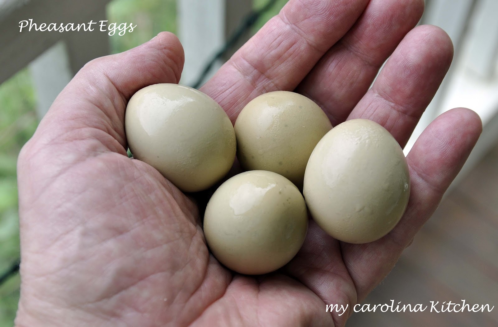 My Carolina Kitchen Pheasant Eggs on Sausage Toast a Very Special Treat