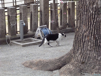 神津神社猫 神津神社猫