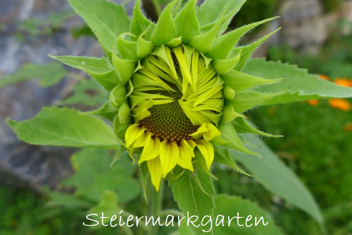 Sonnenblume2 Sonnenblume2-Steiermargarten
