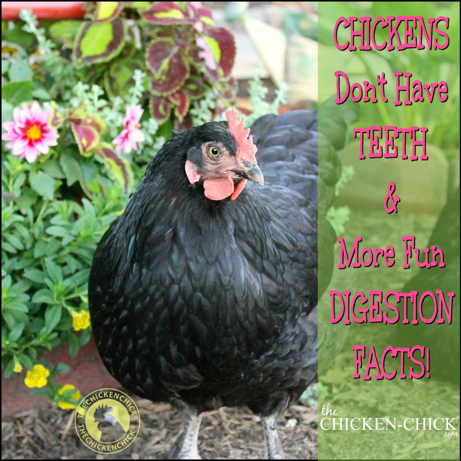 Chickens Don't Bring Teeth As Well As To A Greater Extent Than Fun