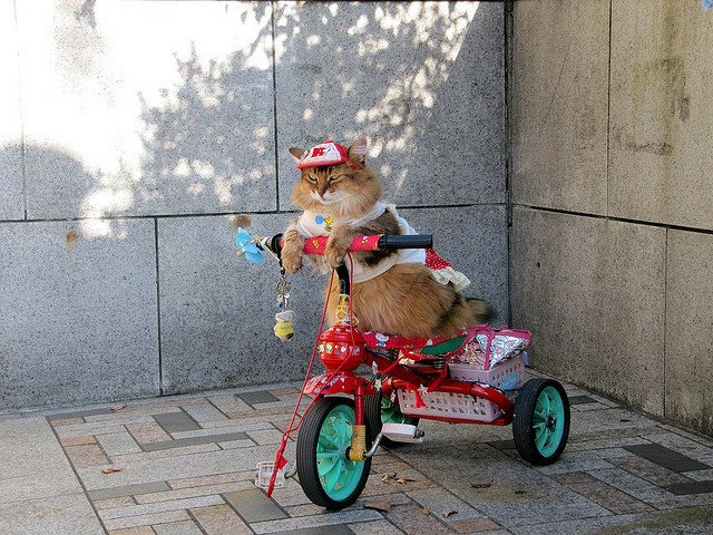 cat and fiddle bike ride