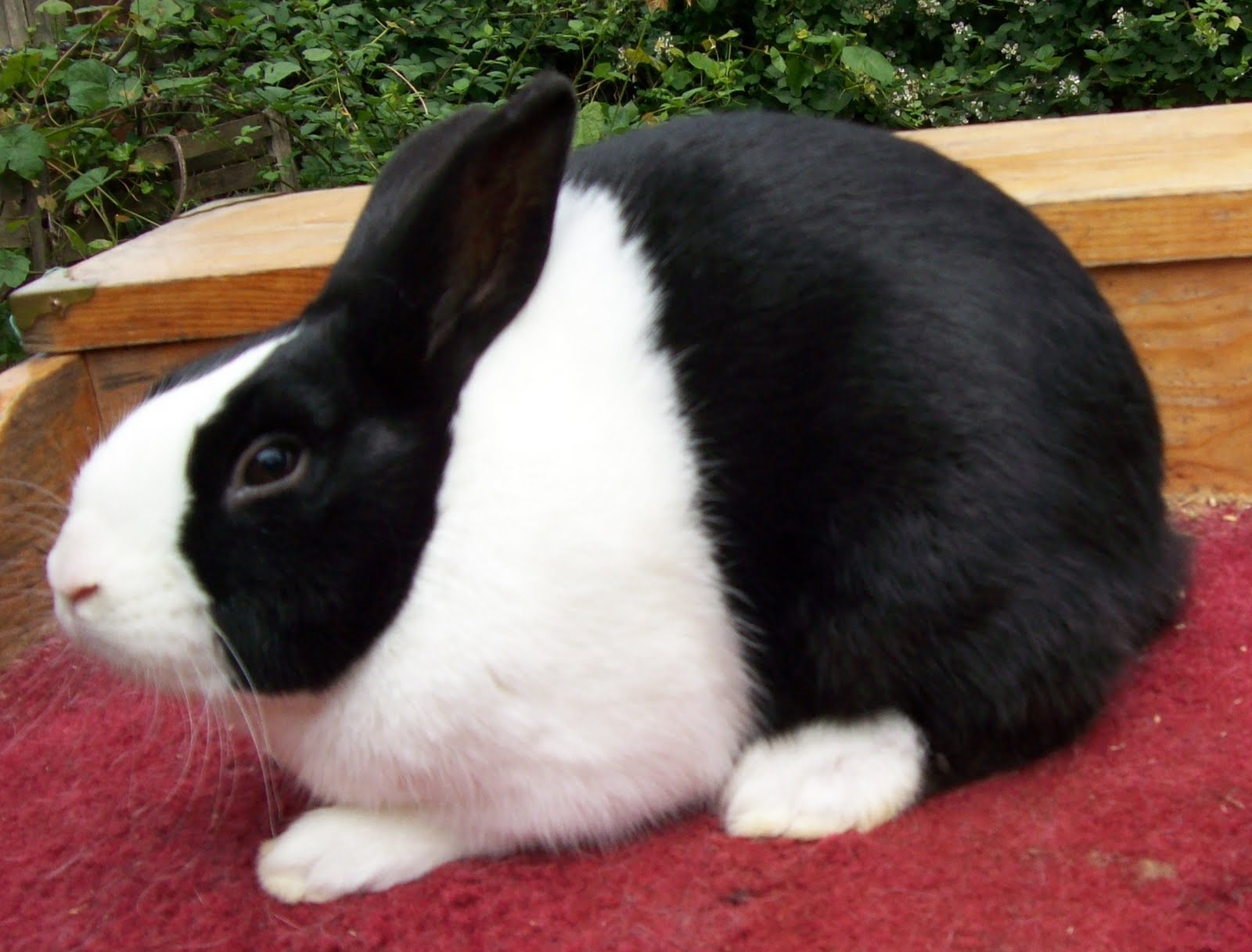 Double Dutch Rabbitry