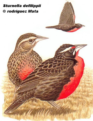 argentinian endangered birds Loica pampeana Sturnella defilippii