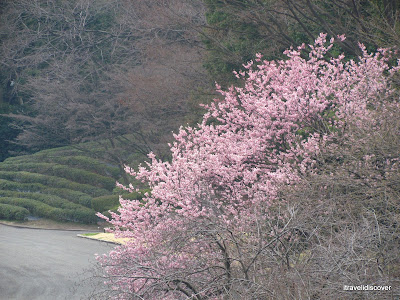 Cherry blossoms, sakura at Imperial Palace East Garden