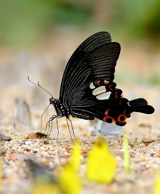 Una hermosa mariposa - Butterfly in my garden