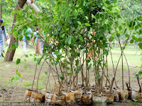 Madhya-Pradesh-set-record-with-plantation-of-6-cr-saplings-in day
