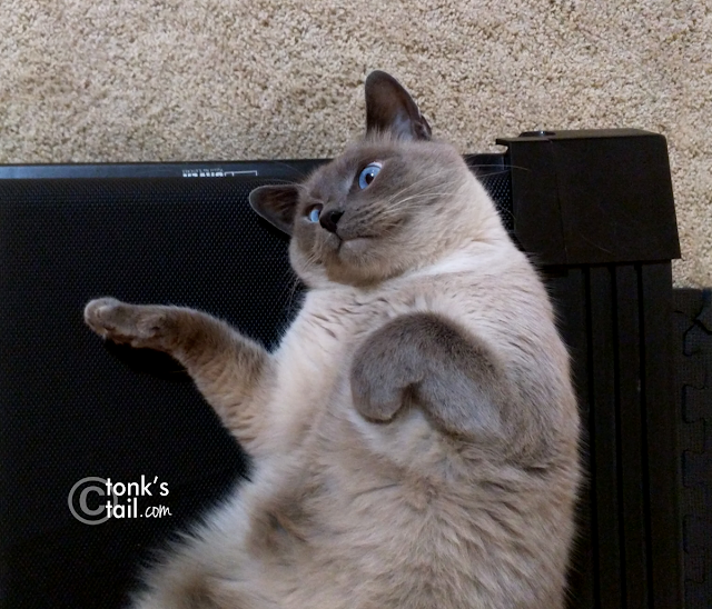 Maxwell looks up from his resting spot on the treadmill, looking startled and disturbed