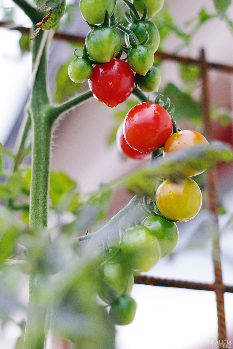 Tomatoes, photo by Alicia Sivertsson.