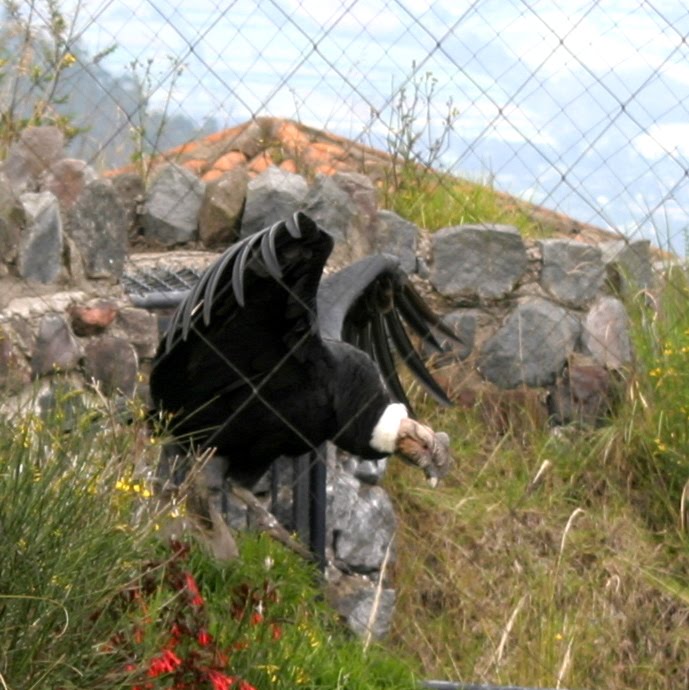 Andean Condor