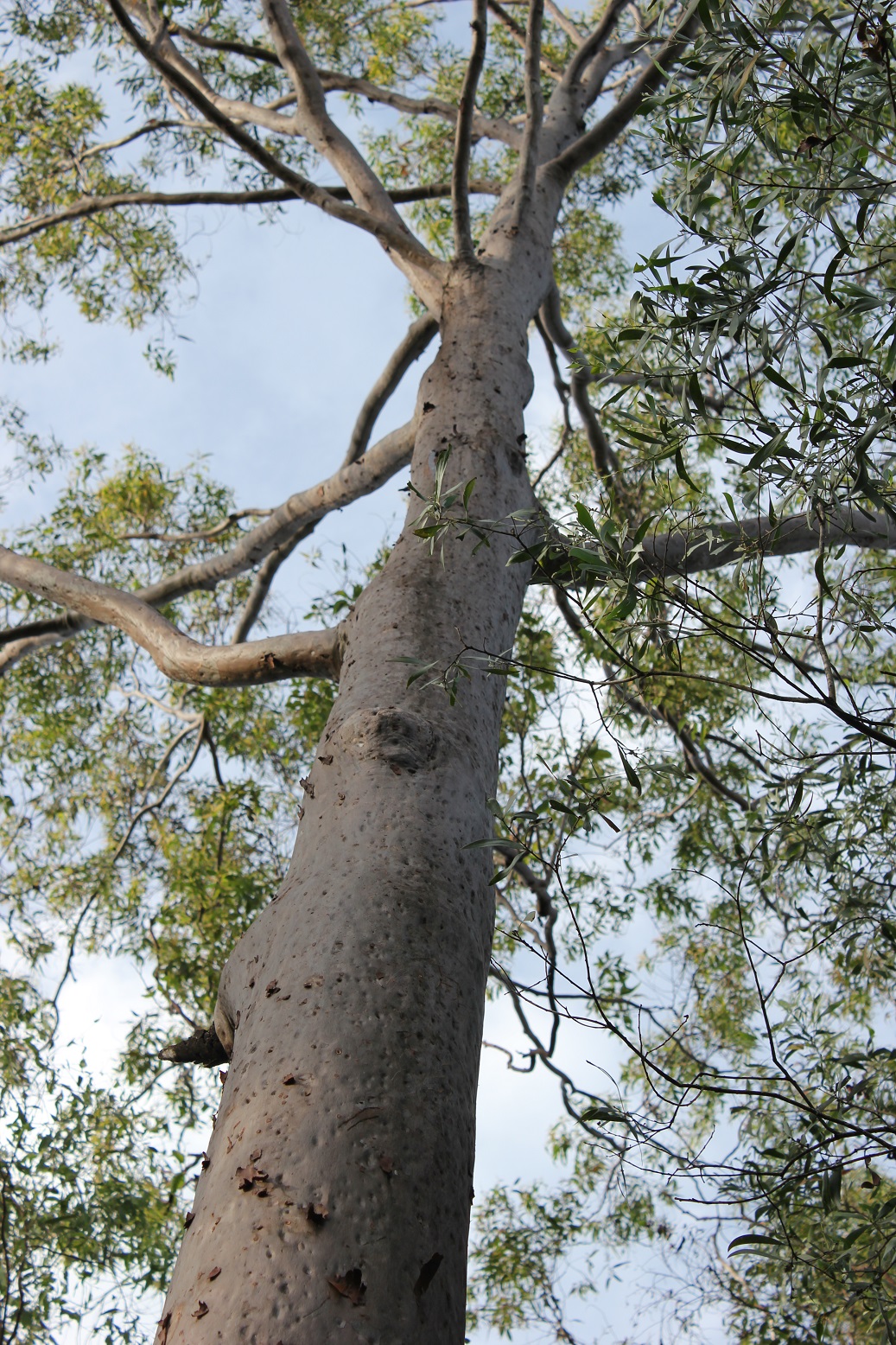 Brisbane Backyard Naturalist Gum trees at my place Corymbia citriodora