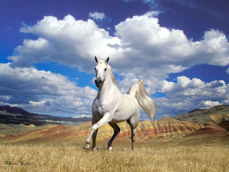 Horse - Beautiful Desktop WallPapers Seen On www.coolpicturegallery.us