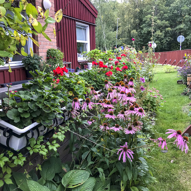 echinacea, solhatt, rudbeckia echinacea, solhatt, rudbeckia