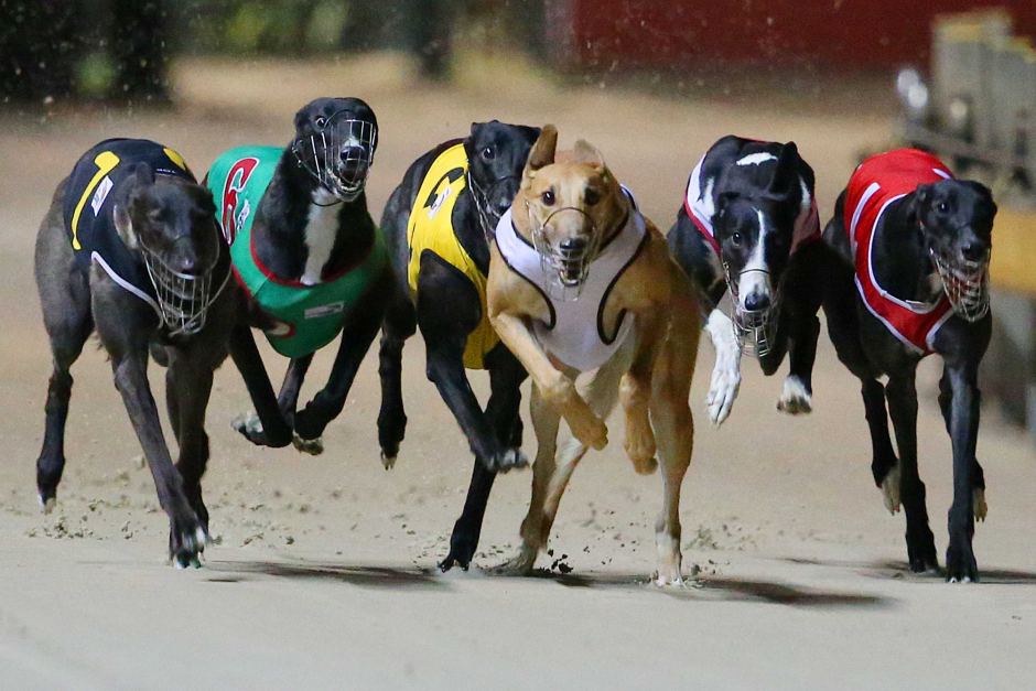 Everfast Greyhound Race Coats Greyhound Racing What Do The Colors of