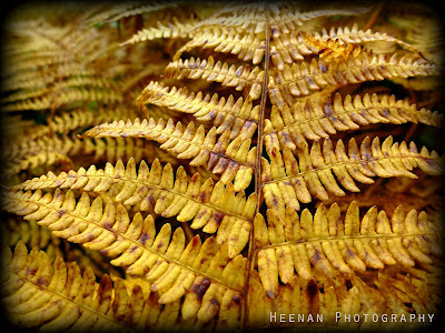 "Forest Fronds" by Heenan Photography