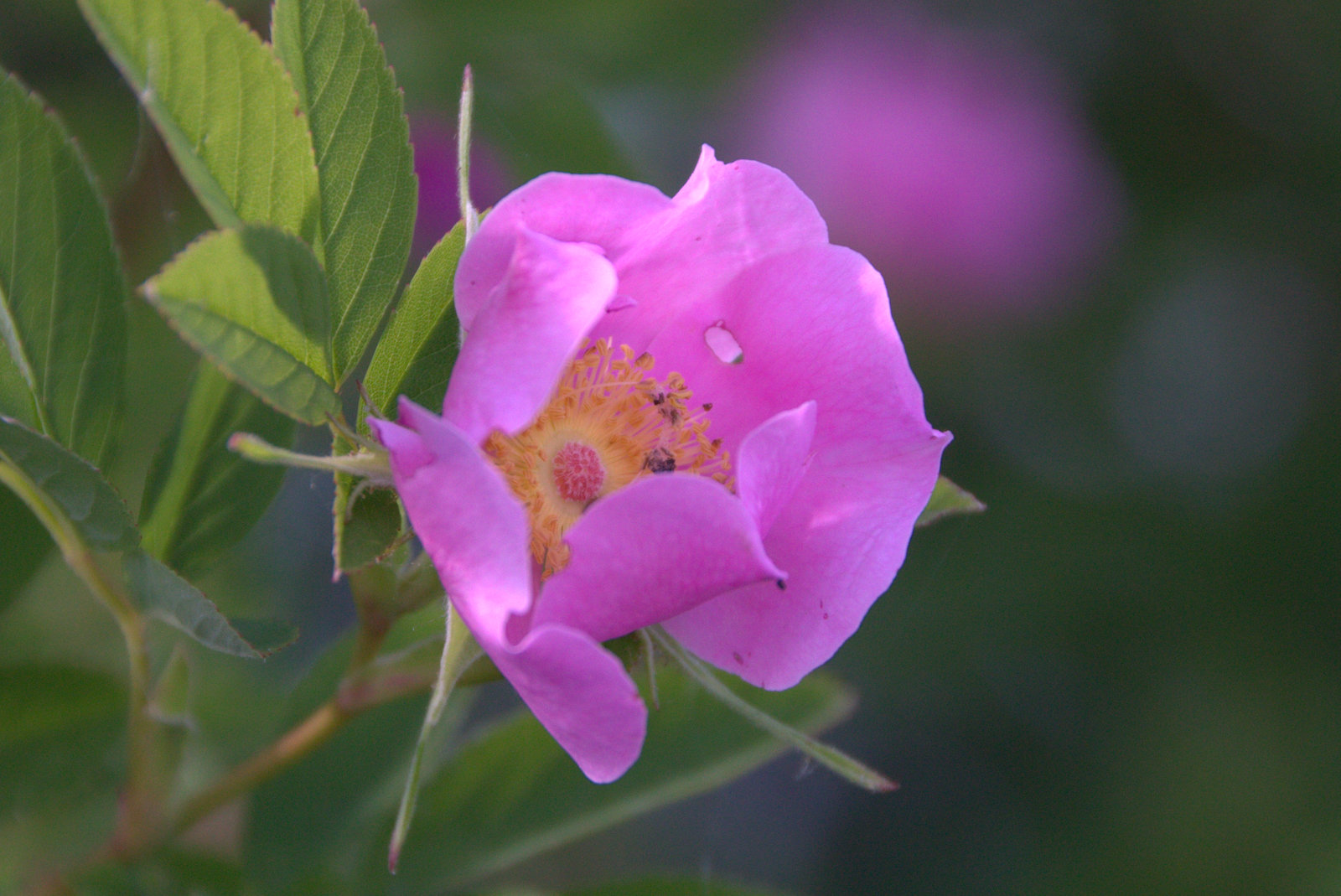 365 in 2012 June Flowers