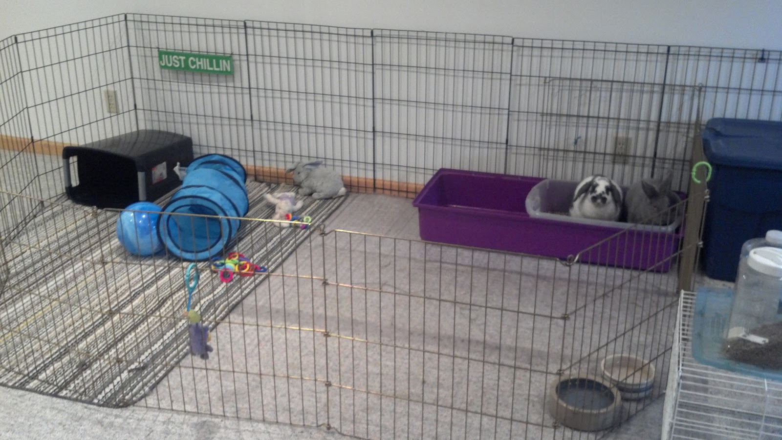 The Rabbit Advocate Rabbit Housing Series The Rabbit House