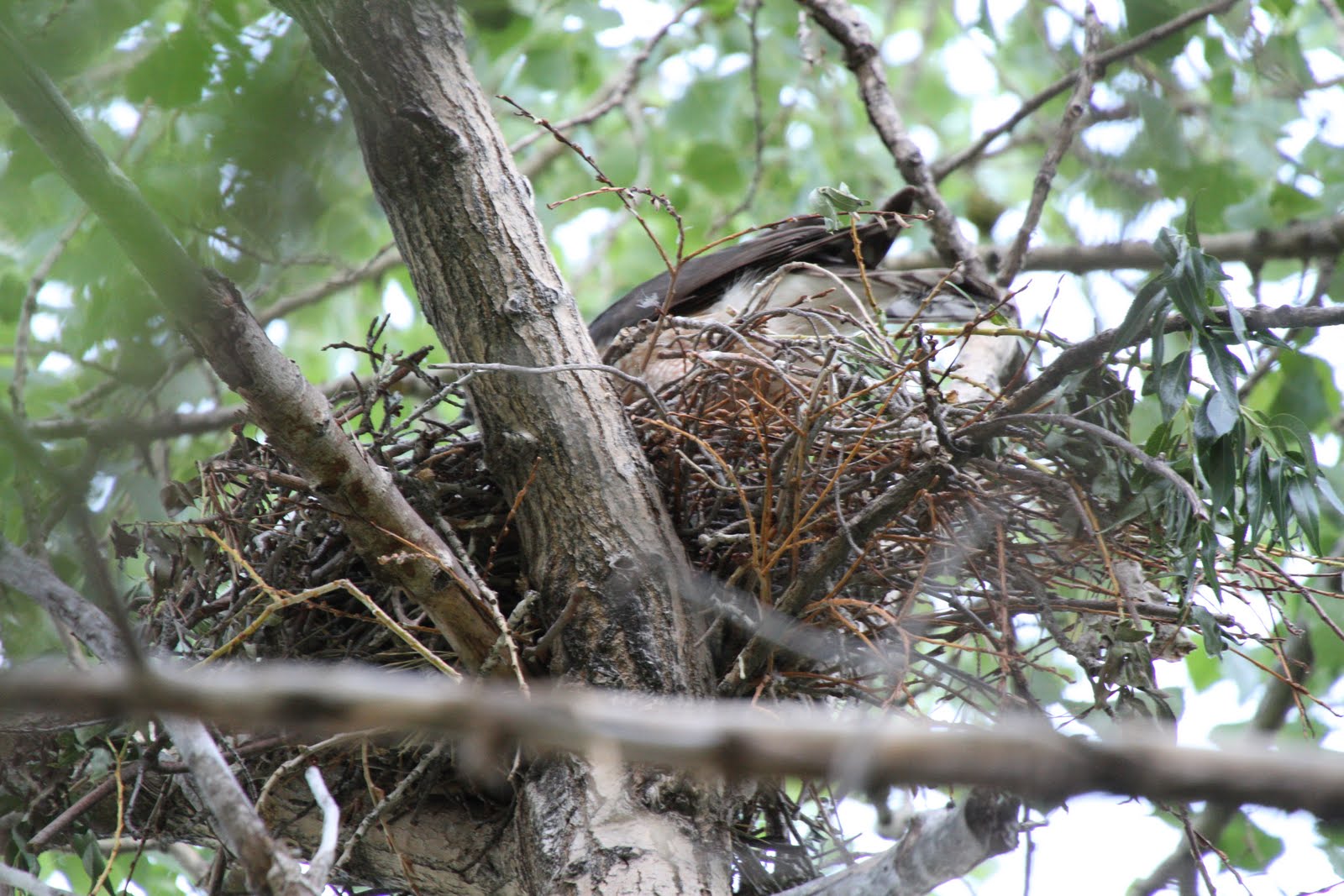 Calico's Nest Cooper's Hawk Nest was Successful!