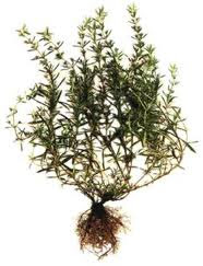 ajedrea remedio natural contra los problemas de ulcera