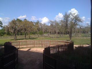 view from the Animal Kingdom Lodge