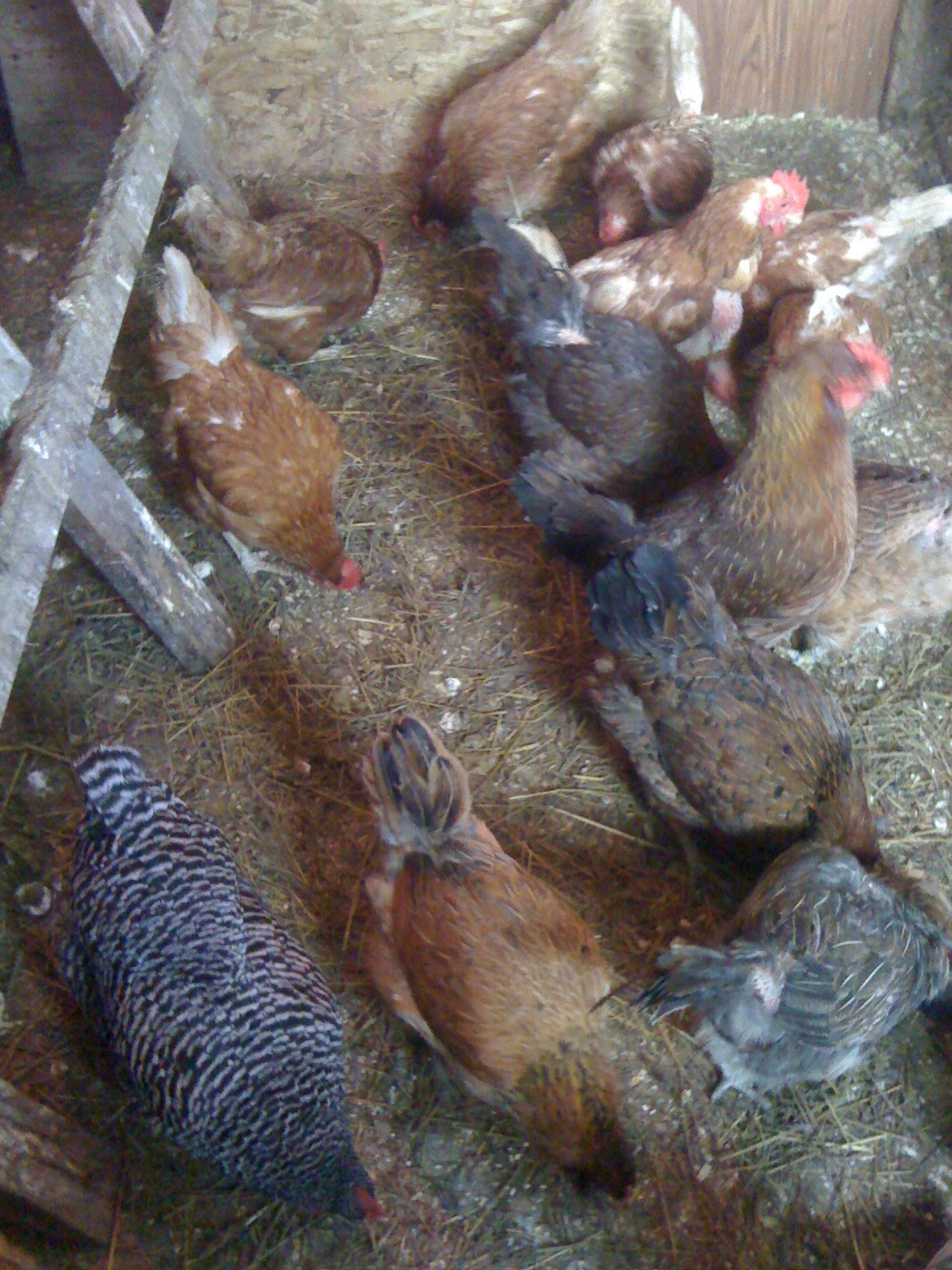 Gael Glen Farm & Apiary One Frozen Egg and a Dying Chicken