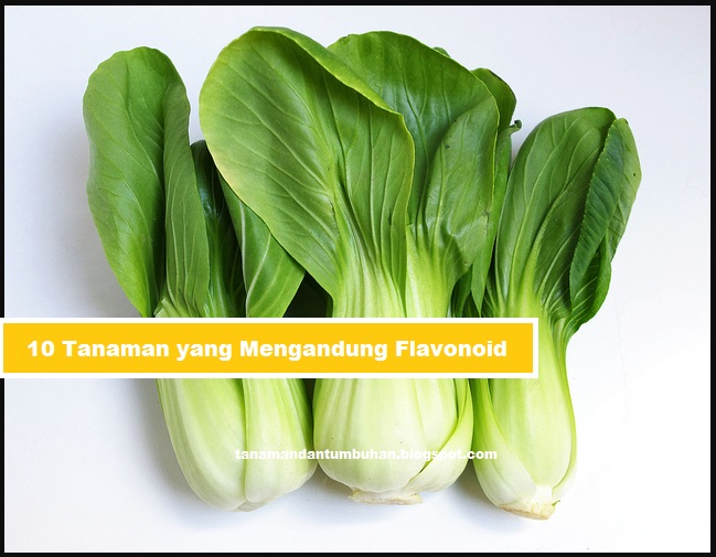 Gambar Tanaman Flavonoid