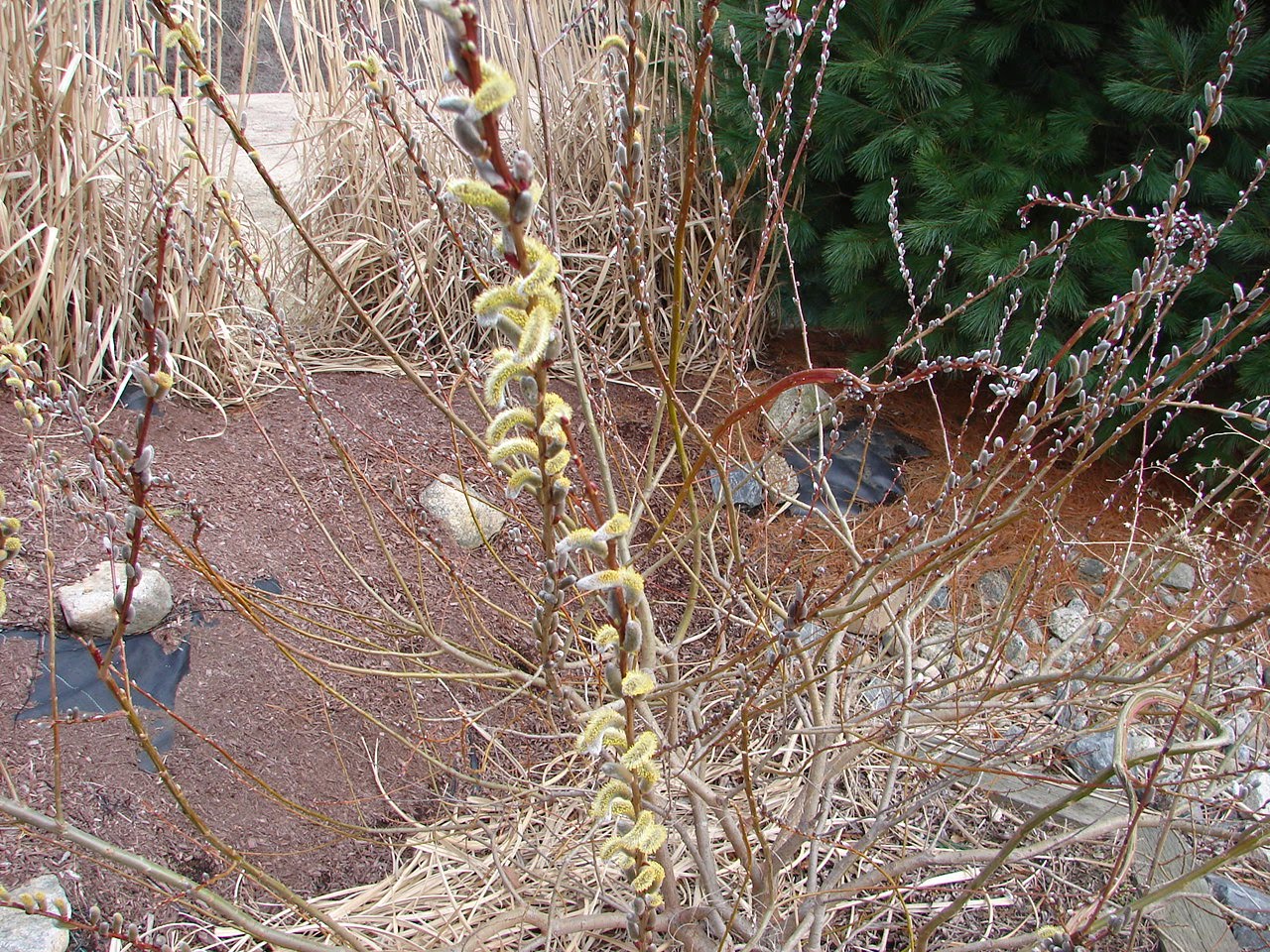 Chinese pornography photos Japanese pussy willow