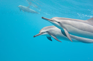 http://www.tropicallight.com/water/dolphins/26nov18dolphins/26nov18dolphins.html