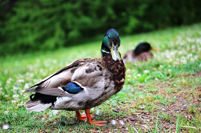 Male Common Mallard ~ Photo by ChatterBlossom #mallard #duck #photography