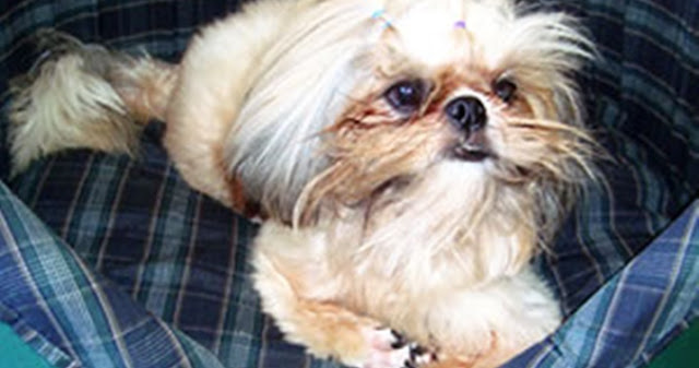 Shih tzu é morto por pit bull em Cuiabá