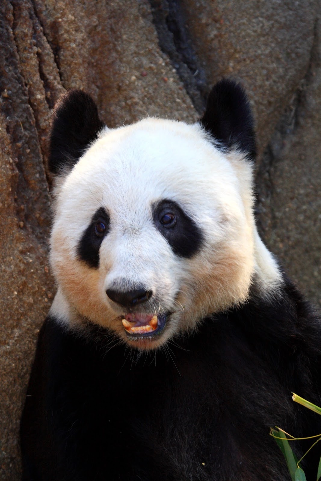 Happy Panda Happy Panda