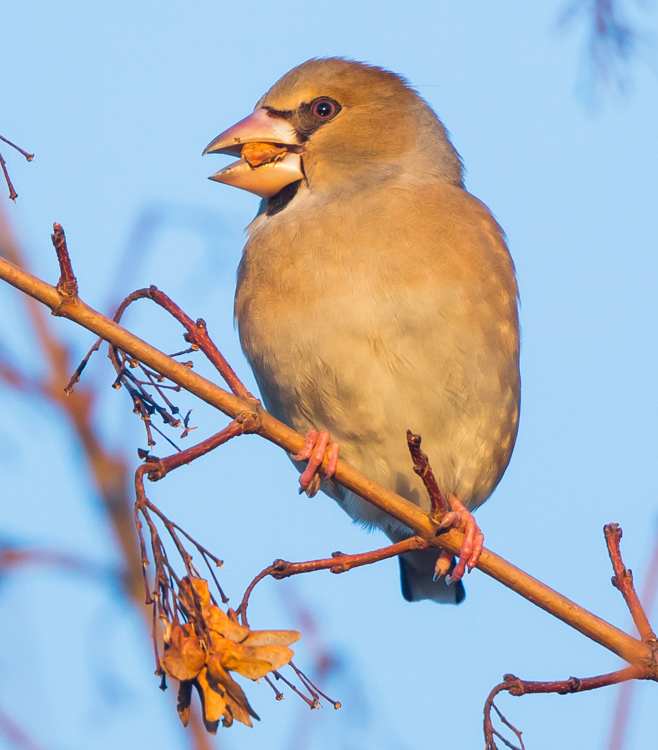 Barnsley Bird Sightings Broomhill Flash 07012018 Hawfinch